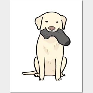 Labrador dog eating sock Posters and Art